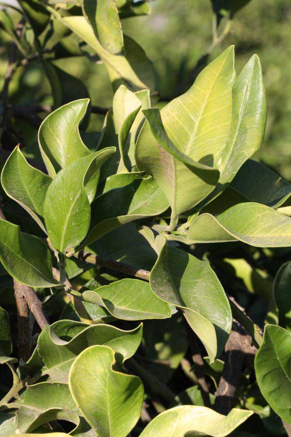              Sun leaves (Riverside, CA)       